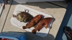 リトルワン 釣果