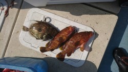 リトルワン 釣果