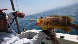 リトルワン 釣果