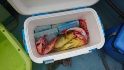 リトルワン 釣果