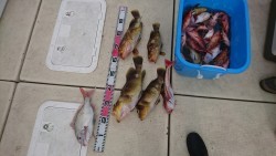 リトルワン 釣果