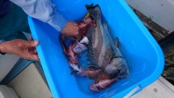 リトルワン 釣果