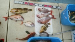 リトルワン 釣果