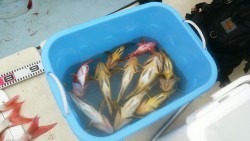 リトルワン 釣果