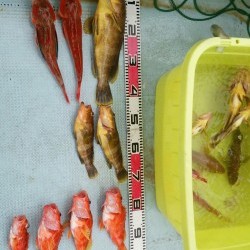 リトルワン 釣果