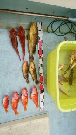 リトルワン 釣果