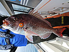 遊漁船 未紗奈 釣果