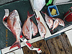 遊漁船 未紗奈 釣果