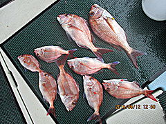 遊漁船 未紗奈 釣果