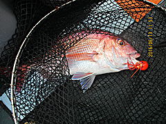 遊漁船 未紗奈 釣果