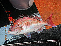 遊漁船 未紗奈 釣果