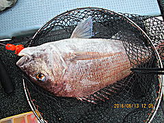 遊漁船 未紗奈 釣果