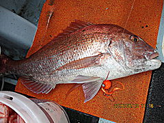 遊漁船 未紗奈 釣果