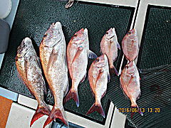 遊漁船 未紗奈 釣果