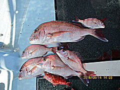 遊漁船 未紗奈 釣果