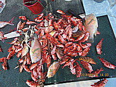 遊漁船 未紗奈 釣果