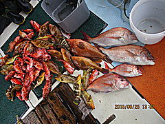 遊漁船 未紗奈 釣果