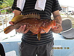 遊漁船 未紗奈 釣果