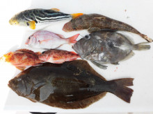 ＪＤＩ　Ｒａｃｉｎｇ　シールズマリンレジャ…