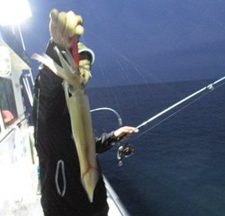 ジギング船 BLUEWATER 釣果