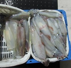 ジギング船 BLUEWATER 釣果