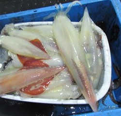 ジギング船 BLUEWATER 釣果