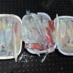 ジギング船 BLUEWATER 釣果