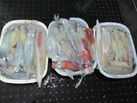 ジギング船 BLUEWATER 釣果