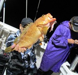 ジギング船 BLUEWATER 釣果