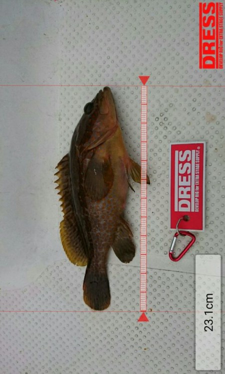 予想外の強風で・・・仕方なく湾内での釣り