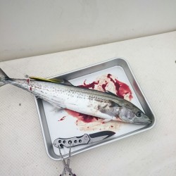 ラストチャンスか・・・