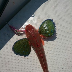 やはり相性の悪い冠島