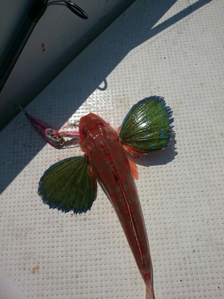 やはり相性の悪い冠島