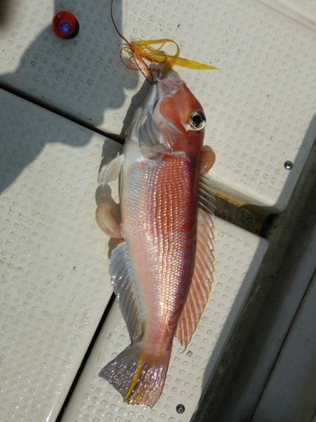 真鯛が釣れません