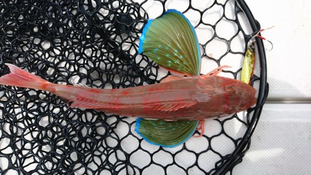 スロージギング