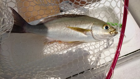 フラッシュジギング