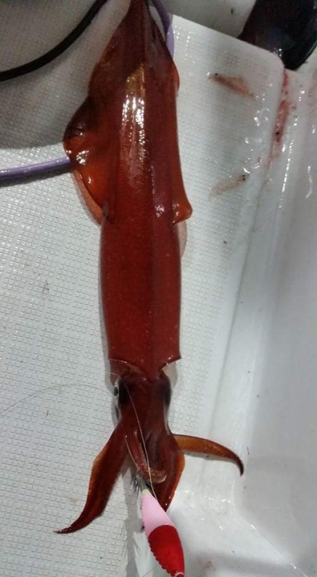 またまた今シーズンも！