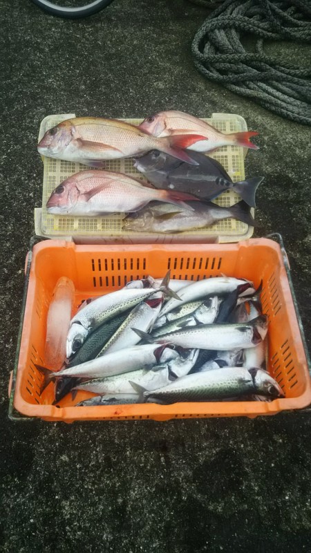 五目もおもしろい