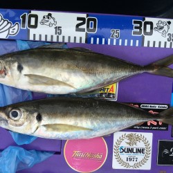 オニアジサビキ＆タイラバ