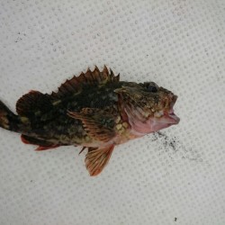 予想外の強風で・・・仕方なく湾内での釣り