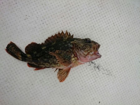 予想外の強風で・・・仕方なく湾内での釣り