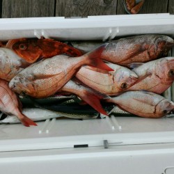 田曽沖釣果報告(マイボート釣行)