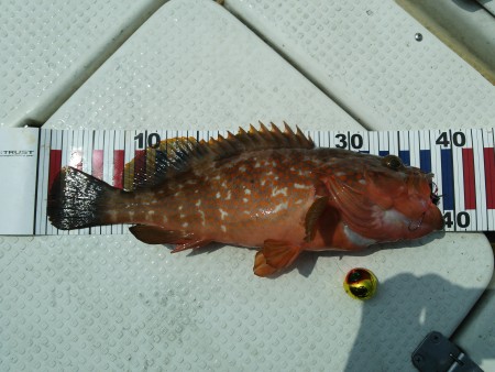 真鯛が釣れません