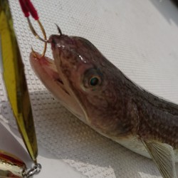 スロージギング