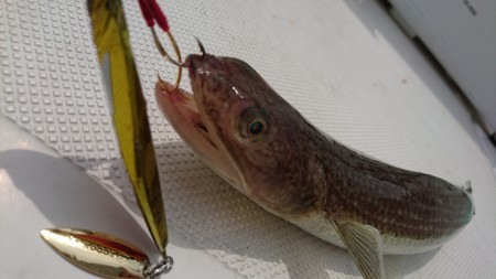 スロージギング