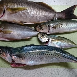 フラッシュジギング