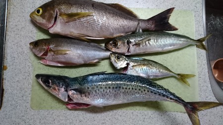 フラッシュジギング