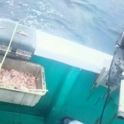 五目もおもしろい