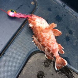 オニアジサビキ＆タイラバ