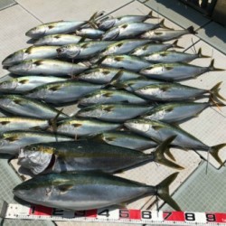 ふじしめ丸 釣果